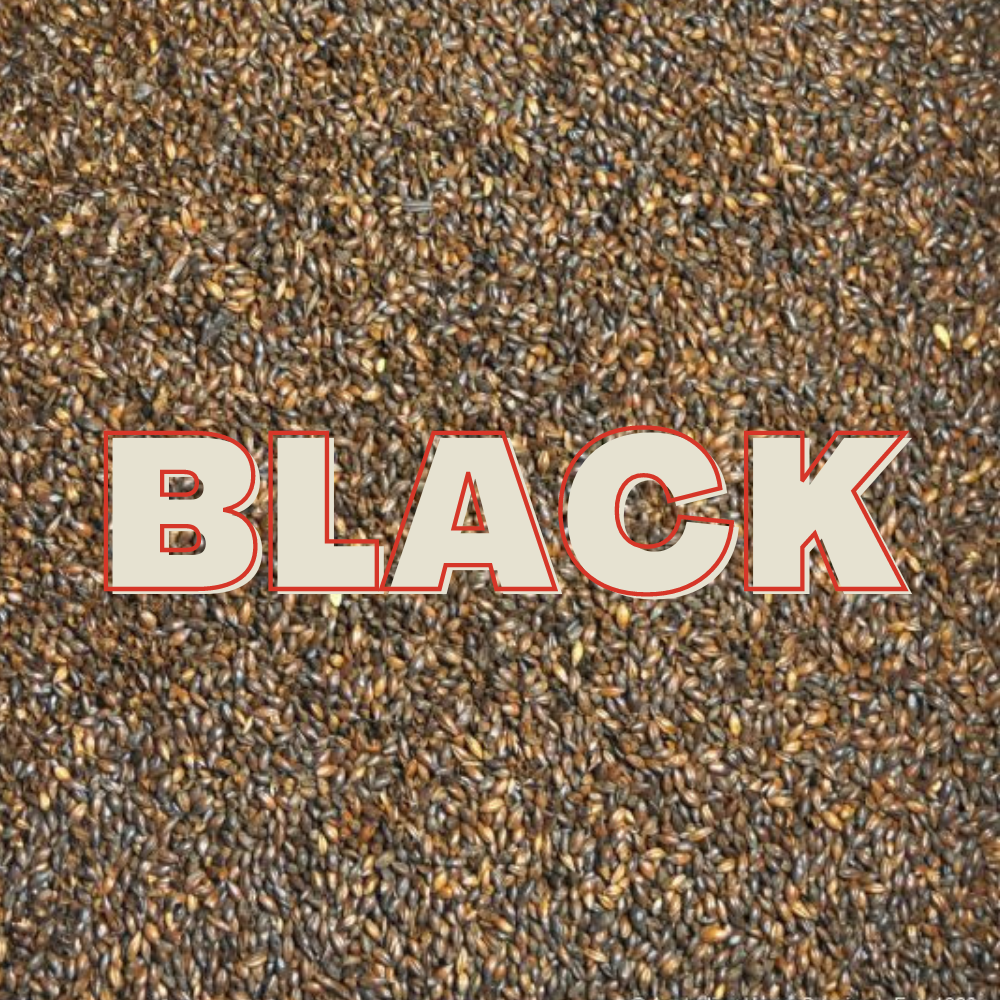 Black Malt Grain (EBC 1400 - 1600) — brewing grain for homebrewing